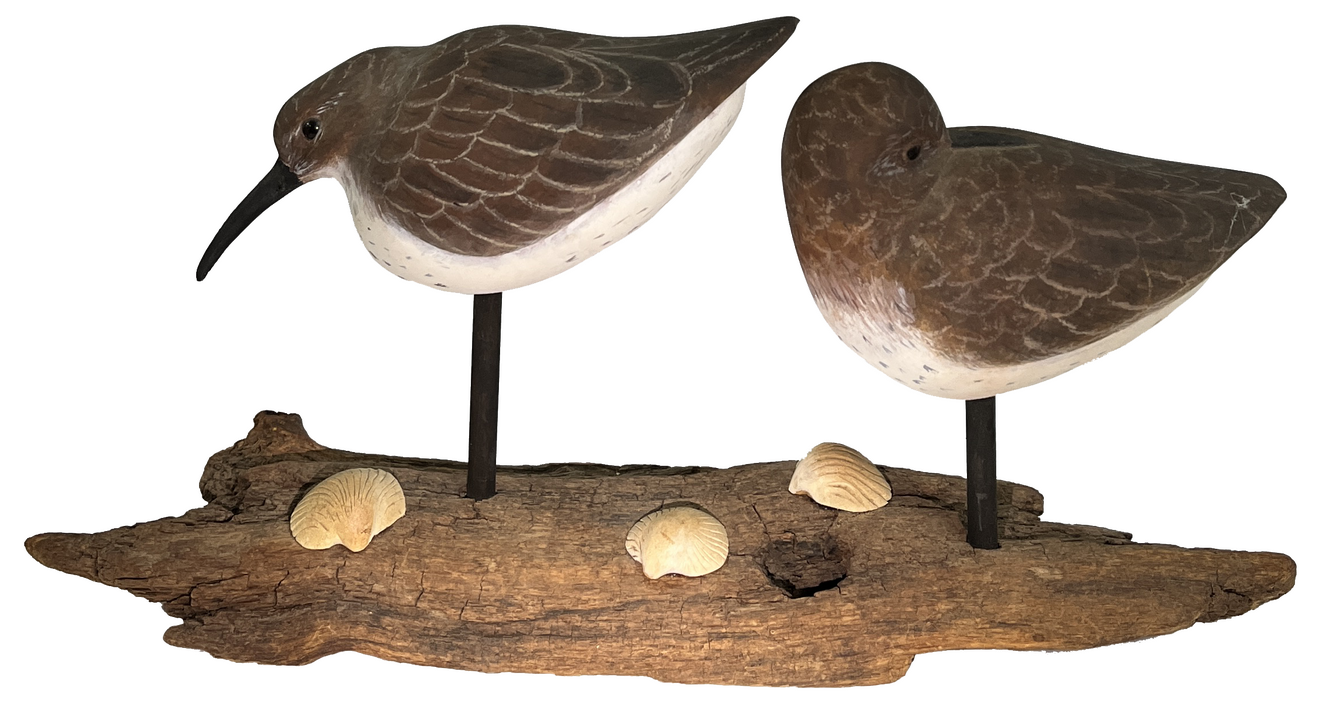Shore Birds