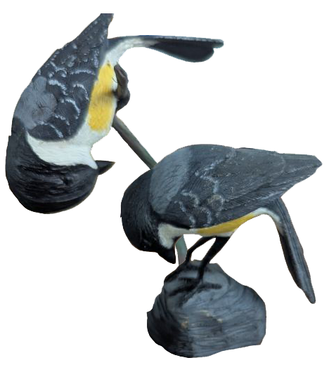 Chickadee's