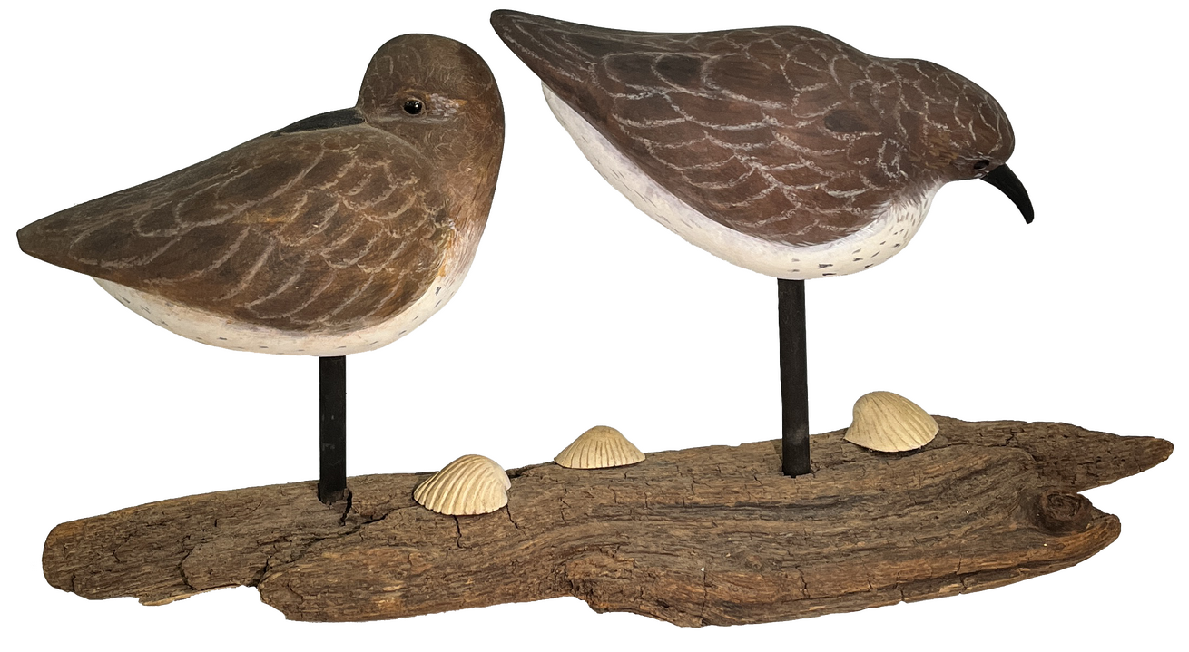 Shore Birds