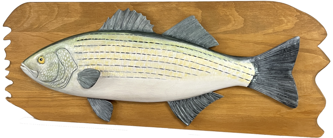 Striped Bass