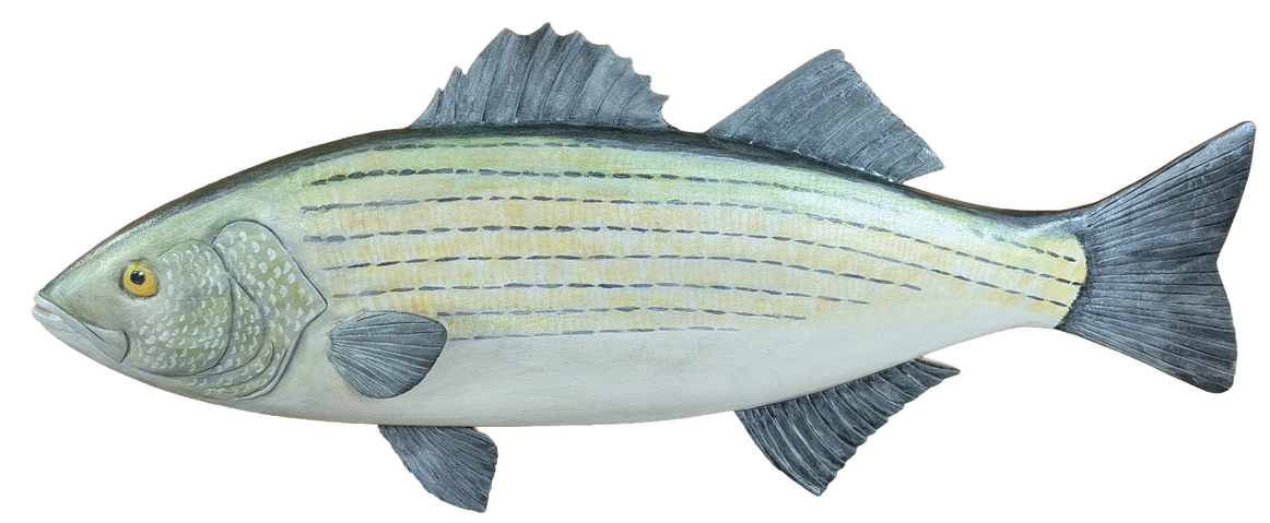 Striped Bass